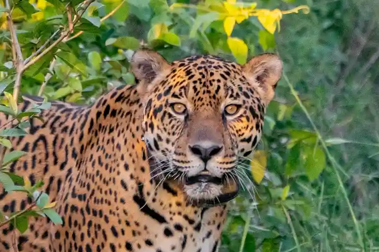 ภารกิจส่งคืนเสือจากัวร์สู่สหรัฐฯ: ‘เราไม่โอเคถ้าไม่มีพวกมัน’